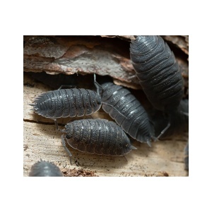 Woodlice, Pack of 10